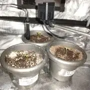 70x70x160 Spider Farmer