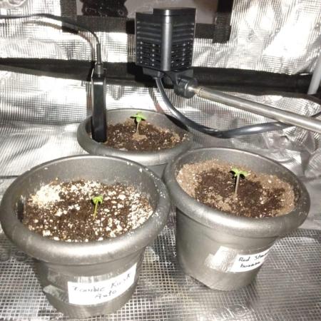 70x70x160 Spider Farmer