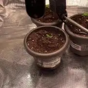 70x70x160 Spider Farmer