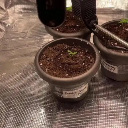 70x70x160 Spider Farmer