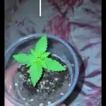Primer cultivo indoor