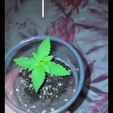 Primer cultivo indoor