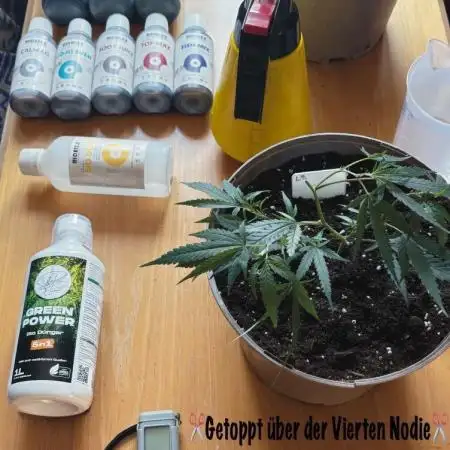 Biobizz vs. Green Power / Lemon Zkittlez