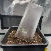 Gorilla Cookies Auto  Fastbuds