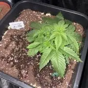 AUTO Orange (Bonus Pack)