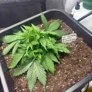 Gorilla Cookies Auto  Fastbuds