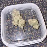 Lemon Zkittlez  Steckling