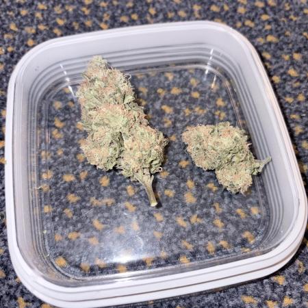 Lemon Zkittlez  Steckling