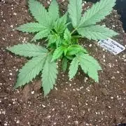 Gorilla Cookies Auto  Fastbuds