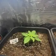 AUTO Orange (Bonus Pack)