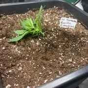 Gorilla Cookies Auto  Fastbuds