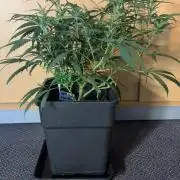 Lemon Zkittlez  Steckling