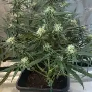 Lemon Zkittlez  Steckling