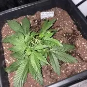 Gorilla Cookies Auto  Fastbuds