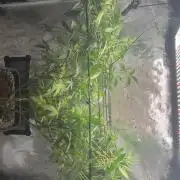 Coconut Cloud