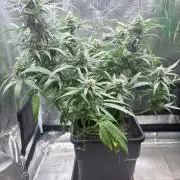 Lemon Zkittlez  Steckling