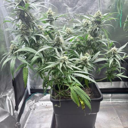Lemon Zkittlez  Steckling