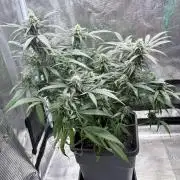 Lemon Zkittlez  Steckling