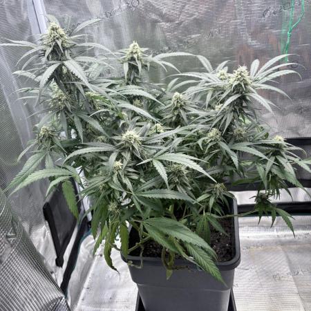 Lemon Zkittlez  Steckling