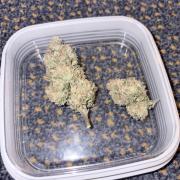 Lemon Zkittlez  Steckling