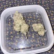 Lemon Zkittlez  Steckling