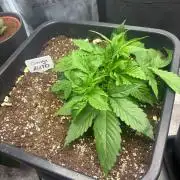 AUTO Orange (Bonus Pack)