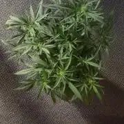 Lemon Zkittlez  Steckling