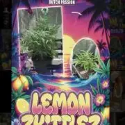 Lemon Zkittlez  Steckling