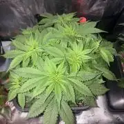 AUTO Orange (Bonus Pack)