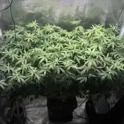 Coconut Cloud