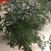 Coconut Cloud