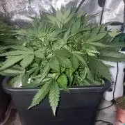 Gorilla Cookies Auto  Fastbuds