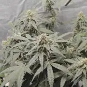 Blue Dream Auto (420 Fast Buds)