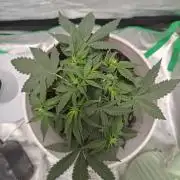 Blue Dream Auto (420 Fast Buds)