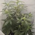 First Grow | Skywalker OG Auto