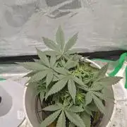 Blue Dream Auto (420 Fast Buds)