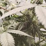 Blue Dream Auto (420 Fast Buds)