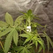 Northern Lights Auto | The Big Leagues