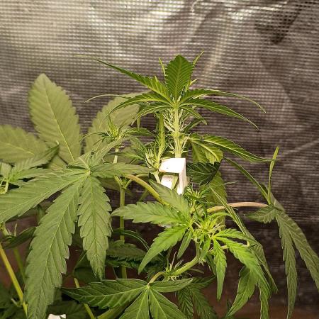 Northern Lights Auto | The Big Leagues