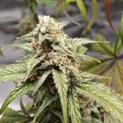 First Grow | Skywalker OG Auto