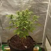 Alaskan Bananaberry Auto