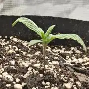 Blue Dream Auto (420 Fast Buds)