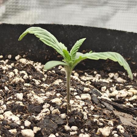 Blue Dream Auto (420 Fast Buds)