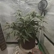 Blue Dream Auto (420 Fast Buds)