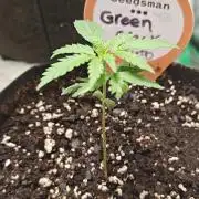 Green Crack Auto!!