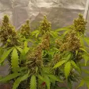 Alaskan Bananaberry Auto