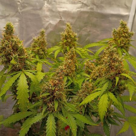 Alaskan Bananaberry Auto