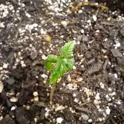 Northern Lights Auto | The Big Leagues