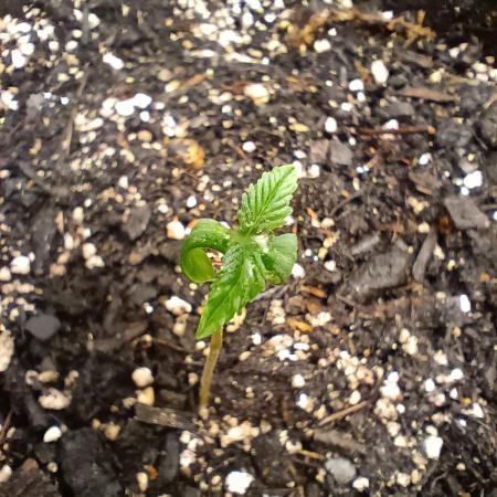 Northern Lights Auto | The Big Leagues