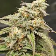 First Grow | Skywalker OG Auto